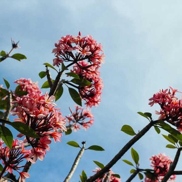 Vintage Band Tee - Nirvana - Image 2